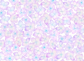 紫色の紫陽花の花をしきつめた水彩イラスト。