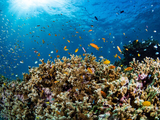 Fototapeta na wymiar Hard coral reef with school of anthias fish under light rays in Andaman Sea. Breathtaking underwater landscape in Thailand.