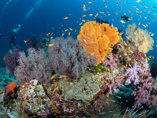 Fototapeta na wymiar Stunning underwater landscape of coral reef and marine life in Andaman sea, Thailand.