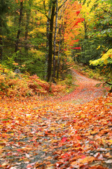Autumn Leaf covered dirt road in Maine