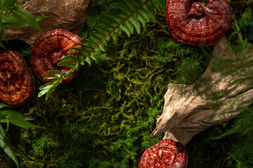 Beautiful natural scenery of forest with green moss, ferns and Lingzhi mushroom (Ganoderma...