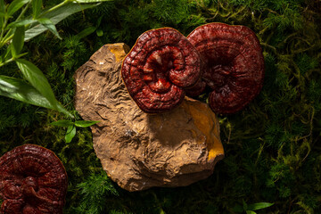 A block of stone with blank space for herbal product presentation. Decorated with Lingzhi mushrooms on green moss background. Lingzhi mushroom (Ganoderma Lucidum) helps boost the antioxidant status