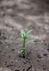 Growing plant in the ground