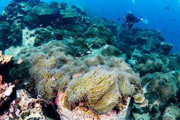 Naklejka na ściany i meble Female diver enjoy exploring underwater landscape with sea anemone, clownfish and other marine life. Scuba diving experience in the Gulf of Thailand.
