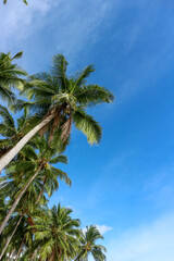 Obraz na płótnie Canvas Tall and green coconut trees that live by the beach against a clear blue sky. there are coconut trees that are bearing fruit