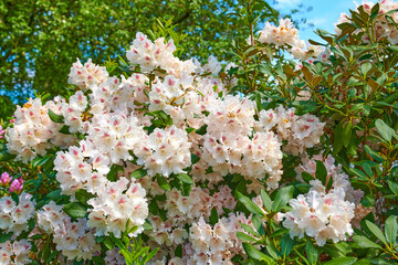 Rhododendron is a genus of 1,024 species of woody plants in the heath family, either evergreen or deciduous, and found mainly in Asia, although it is also widespread throughout the Southern Highlands