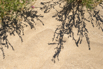 Plants on the sand dunes. Shadows. Ecology.