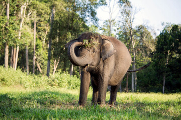 Obraz premium elephants in the zoo