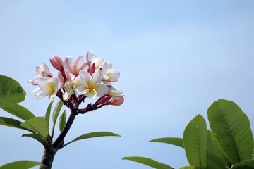 Zelfklevend Fotobehang プルメリア（フランジパニ）の花と青空 © acarism