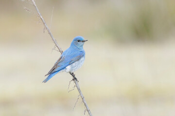 Mountain Bluebird bird