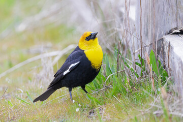 Yellow headed blackbird