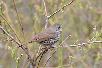 Fox sparrow bird