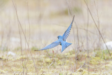 Mountain Bluebird bird