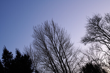 Trees of all types and seasons. A beautiful world of differences. Trees and forests of all types and seasons.