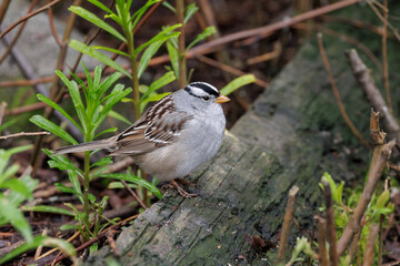 White crowned sparrow