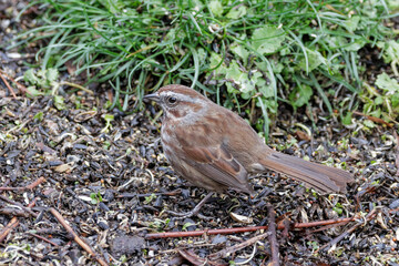 Song sparrow bird