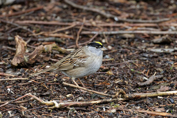 Golden crowned Sparrow