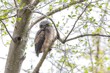Great Horned Owl