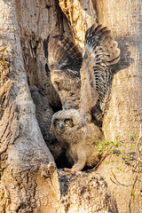 Great Horned Owl