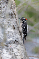 Downy woodpecker bird