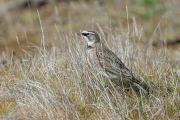 Horned Lark bird