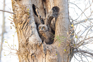 Great Horned Owl