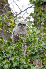 Great Horned Owl