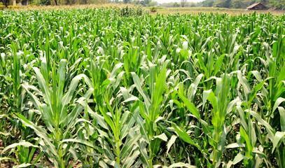Fototapeta premium green corn field