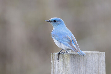 Mountain Bluebird bird