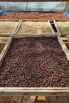 Coffee beans drying in the sun              