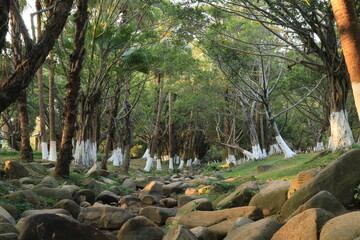 tropical forest with trees
