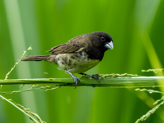 Sporophila nigricollis