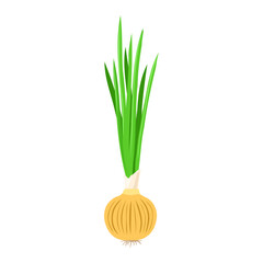 Onion vegetable isolated on white. Vector flat clipart.