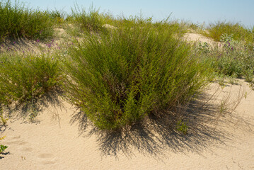 Sand dunes with green plants. Blue sky. Natural coastal backgrounds.