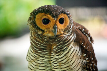 horned owl