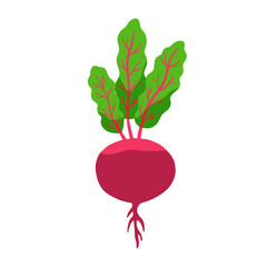 Beet vegetable isolated on white. Vector flat clipart.