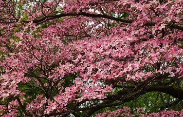 Beautiful pink flowering dogwoods in springtime in the public gardens of Bellefontaine cemetery in north St. Louis, Missouri 