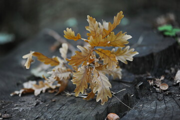 A dry oak leaf lies on the ground in the park