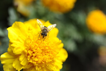 Yellow flower with a bee in the park.