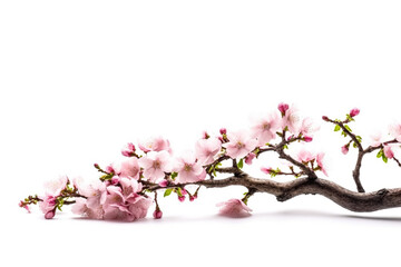 Pink flower bouquet of white background