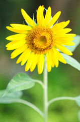 A Sunflower Under the Morning Sun