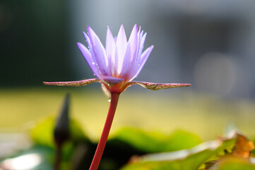 Side View of a Purple Water Lily