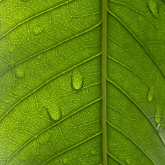 green mango leaf with drops of water in close up and detail