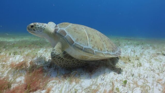 Tortuga verde comiendo pasto marino en el fondo del mar y nadando suavemente.