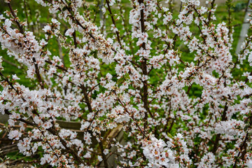 Beautiful white flowers. Prunus tomentosa (Nanking cherry).