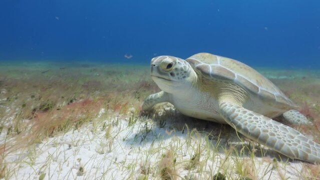 Tortuga verde comiendo pasto marino en el fondo del mar y nadando suavemente.