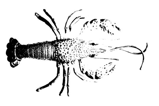 silhouette of lobster shrimp isolated on white background, invertebrate animal
