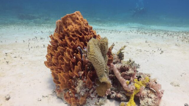 zurco de corales de diferentes especies con buzos al fondo.