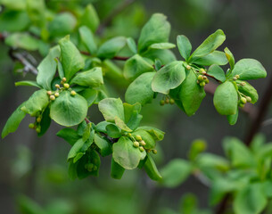 Obraz premium close up of a branch of a tree