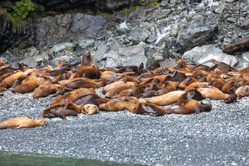 Spectacular Alaska Nature: Mountains, Glaciers, Ocean Views, and Wildlife